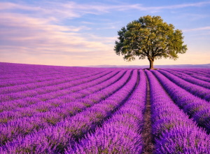 FRANCE – From Marseilles: Provence shore excursions